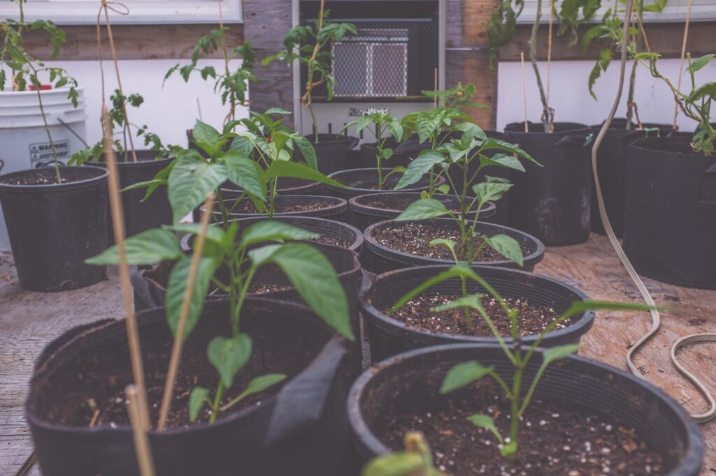 Yellowknife Pepper Farm