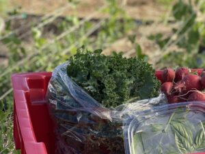 Yellowknife Kale